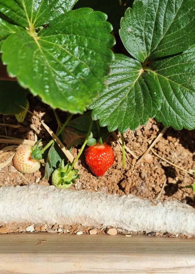 Eco Finca Sa Becadeta Ferienhaus